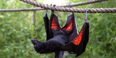 اكتشاف علمي جديد .. الخفافيش قد تصبح سببا في إطالة عمر الإنسان