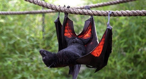 اكتشاف علمي جديد .. الخفافيش قد تصبح سببا في إطالة عمر الإنسان