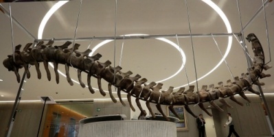 بيع هيكل ديناصور من سلالة جديدة مقابل أكثر من 2 مليون دولار