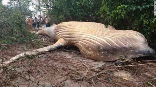 كيف انتهى المطاف بهذا الحوت النافق في غابة برازيلية (صور)