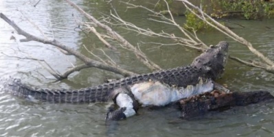 مدينة أسترالية في حداد لمقتل التمساح "المحبوب"