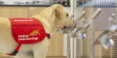 باحثين بريطانيون يجرون تجارب لعدد من الكلاب الطبية لرصد المصابين بكورونا