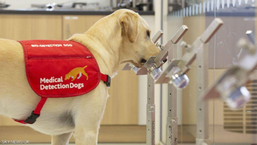 باحثين بريطانيون يجرون تجارب لعدد من الكلاب الطبية لرصد المصابين بكورونا