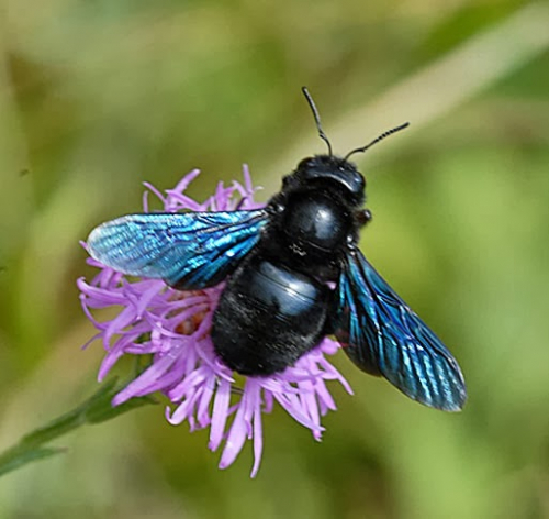 عقب انقراضه لسنوات .. علماء يكتشفون النحل الأزرق مجددا