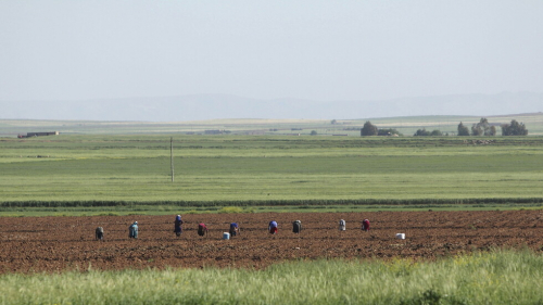 الحكومة السورية تطلق خطة زراعية "إسعافية" لمواجهة العقوبات