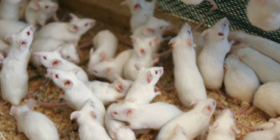 علماء يطيلون عمر الفئران بنسبة 23٪ ويقولون "الأمر نفسه ممكن للبشر"!