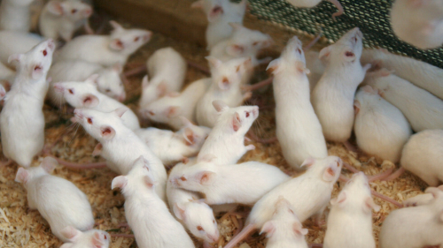 علماء يطيلون عمر الفئران بنسبة 23٪ ويقولون "الأمر نفسه ممكن للبشر"!