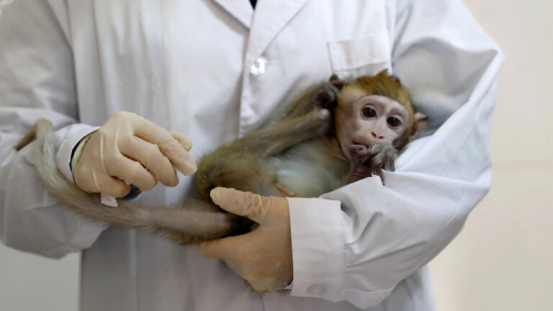 صحيفة "غلوبال تايمز": وفاة أول حالة إصابة بشرية في الصين بـ"الفيروس القردي B"