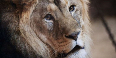 مصر.. حبس 3 أشخاص بتهمة التجول مع شبل أسد في قرية بالعين السخنة