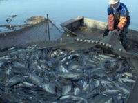 منظمة تحذر من انقراض الاسماك بنهر النيل بسبب الجراد الامريكى والتغيرات المناخية