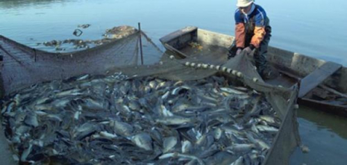 منظمة تحذر من انقراض الاسماك بنهر النيل بسبب الجراد الامريكى والتغيرات المناخية