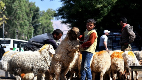 سوريا.. أكاديمي يكشف كيف يقوم الغرب بإفساد ترميم الثروة الحيوانية في البلاد