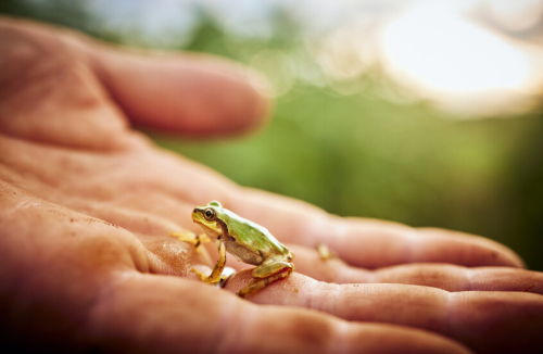 بكتيريا من ضفادع يابانية تتفوق على العلاج الكيميائي في القضاء على أورام القولون!