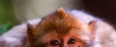 أغرب مانع لمهمة عسكرية.. كيف أخرج &laquo;قرد تايلاندي&raquo; بحاراً أمريكياً من مضيق هرمز؟