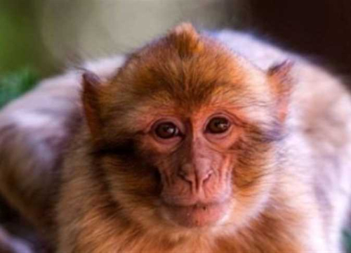 أغرب مانع لمهمة عسكرية.. كيف أخرج &laquo;قرد تايلاندي&raquo; بحاراً أمريكياً من مضيق هرمز؟